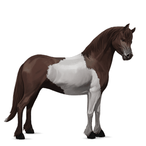 poni connemaranponi punaruunikko