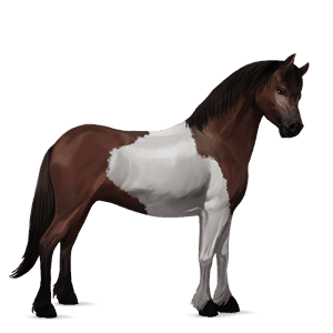 poni newfoundlandinponi papurikkotäpläinen kimo