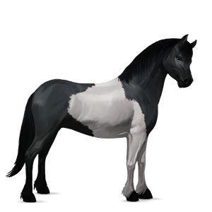 poni shetlanninponi mustankirjava, tobiano