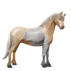 poni kerryboginponi voikko, tobiano