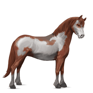 poni shetlanninponi papurikkotäpläinen kimo