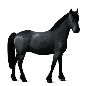 poni haflingerinhevonen liinakko