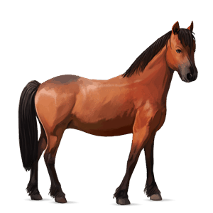 poni connemaranponi punaruunikko