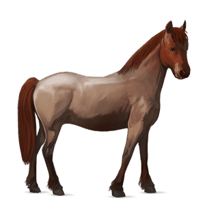 poni connemaranponi rautiaanpäistärikkö