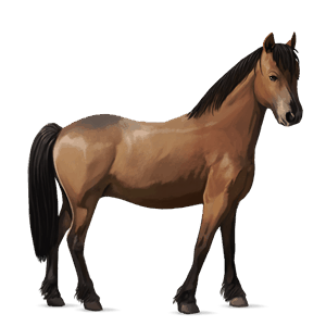 poni ylämaanponi ruunikko