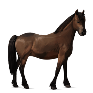 poni belgian ratsuponi papurikkotäpläinen kimo