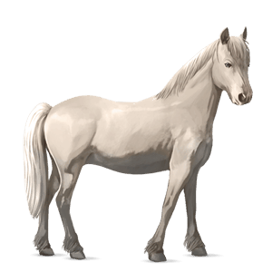 poni newfoundlandinponi kellanvaalea