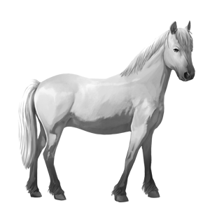 poni newfoundlandinponi papurikkotäpläinen kimo