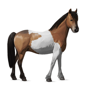 poni haflingerinhevonen liinakko