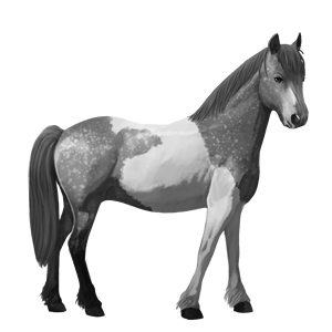 poni newfoundlandinponi papurikkotäpläinen kimo