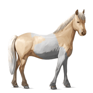 poni shetlanninponi tummanruunikko, tobiano