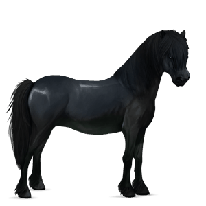 poni ylämaanponi musta