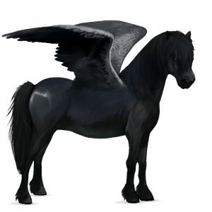 pegasosponi shetlanninponi vaaleankimo