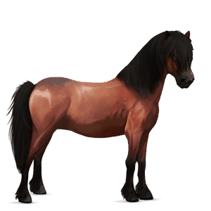 poni ylämaanponi sysirautias