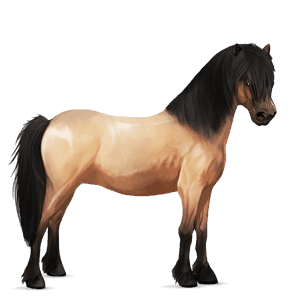 poni shetlanninponi tummanruunikko, tobiano