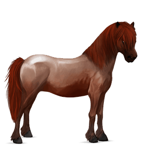 poni connemaranponi liinakko