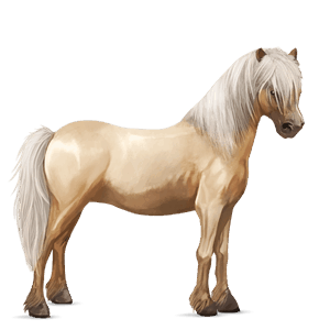 poni vuonohevonen hallakko