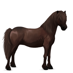 poni ylämaanponi sysirautias