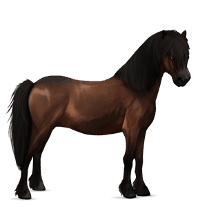 poni ylämaanponi sysirautias, liinaharja