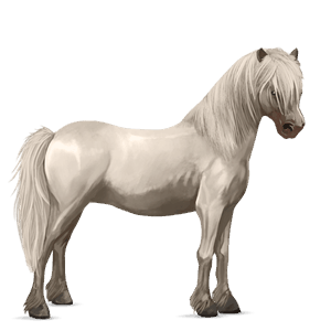 poni shetlanninponi rautias