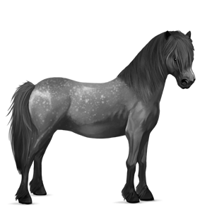 poni ylämaanponi harmaanruskea