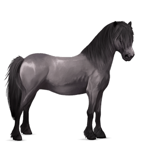 poni hiirakko, tobiano
