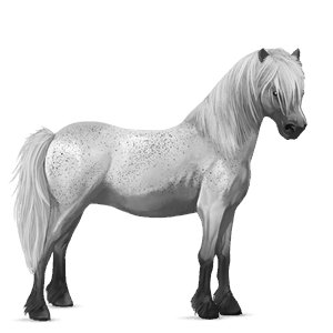 poni connemaranponi kärpäskimo