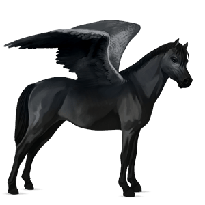 pegasosponi belgian ratsuponi musta