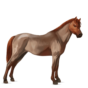 poni welshponi rautiaanpäistärikkö