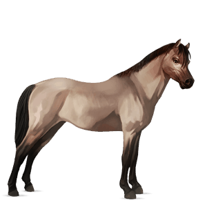 poni welshponi päistärikkö