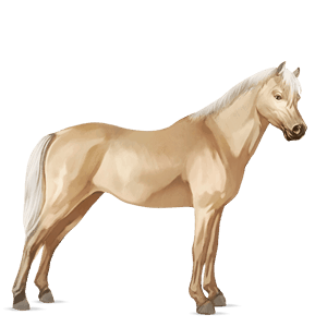 poni welshponi palomino