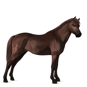 poni welshponi punaruunikko