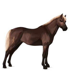 poni connemaranponi palomino