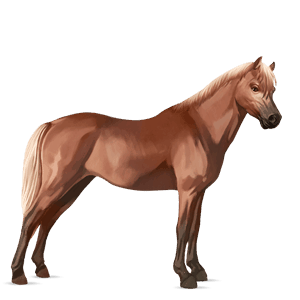 poni belgian ratsuponi punaruunikko