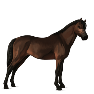 poni belgian ratsuponi harmaanruskea