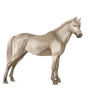 poni connemaranponi vaaleankimo