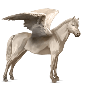 pegasosponi welshponi punaruunikko