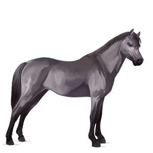 poni kerryboginponi harmaa