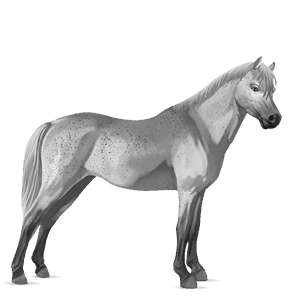poni connemaranponi kärpäskimo