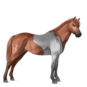 poni shetlanninponi rautias, tobiano