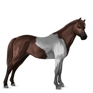 poni welshponi rautiaanpäistärikkö
