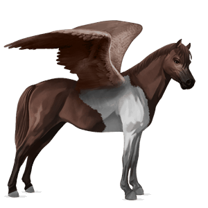 pegasosponi kerryboginponi tummanruunikko, tobiano