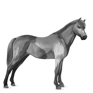 poni papurikkotäpläinen kimo