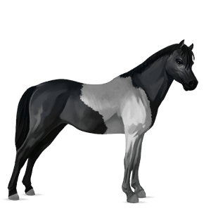 poni belgian ratsuponi päistärikkö