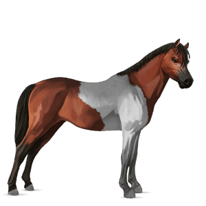 poni welshponi rautias