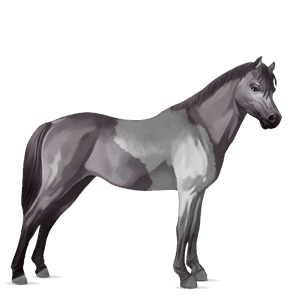 poni shetlanninponi sysirautias