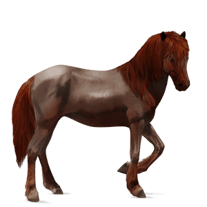 poni kellanvaalea