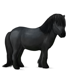 poni shetlanninponi papurikkotäpläinen kimo