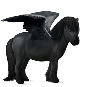 pegasosponi shetlanninponi musta
