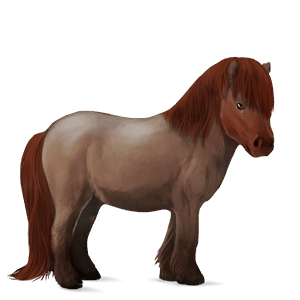 poni vuonohevonen hallakko